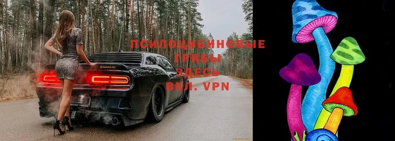 Псилоцибиновые грибы мицелий  blacksprut как войти  Каменск-Шахтинский 